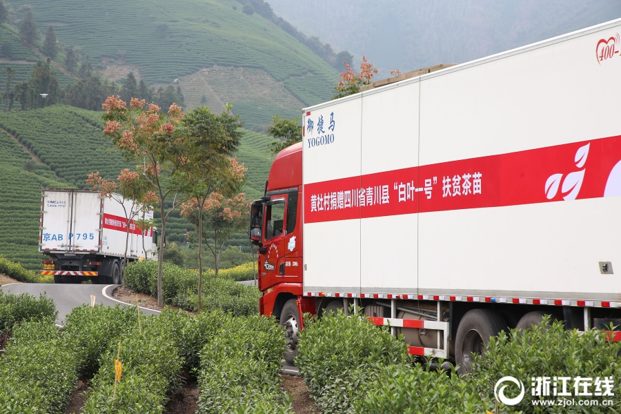 首批安吉“扶贫茶苗”启运青川 浙茶集团爱心助力